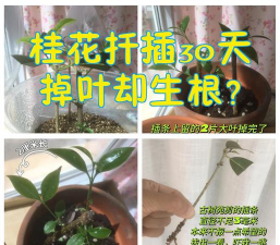 家庭养花用生根粉