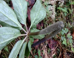 重楼多久浇水一次