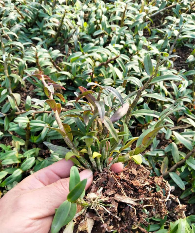 家庭养花用生根粉