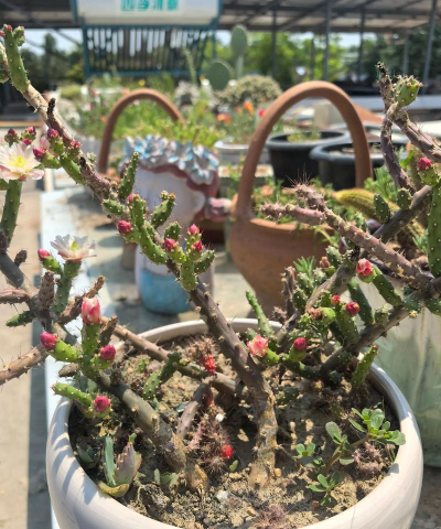 家庭养花用生根粉