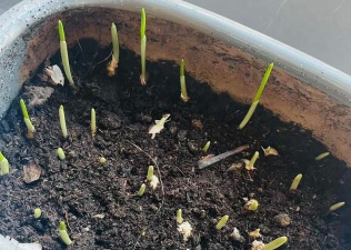 家庭养花用生根粉