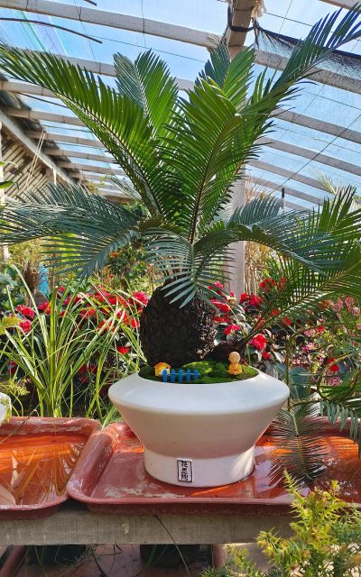 家庭养花用生根粉