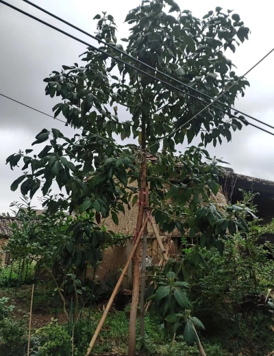 牛油果开花花期多久