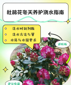 冬天杜鹃花多久浇水