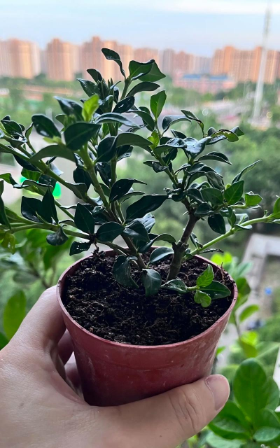 小叶栀子花寿命多久