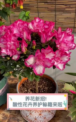 家庭养花用生根粉