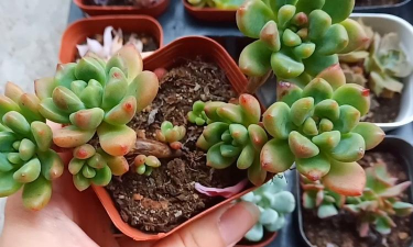 家庭养花用生根粉