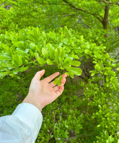 小叶榄仁移植多久发芽
