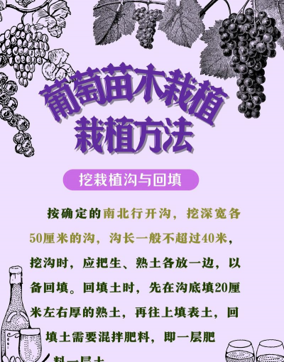 种植葡萄怎么栽种