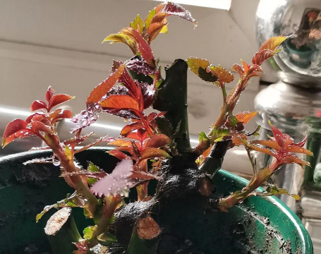 家庭养花用生根粉