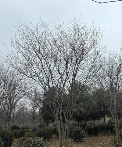 什么是苗木丛生