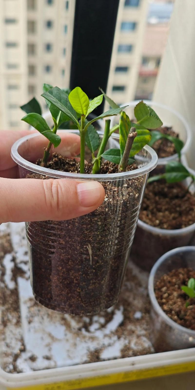 家庭养花用生根粉