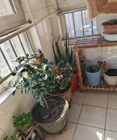 家庭养花用生根粉