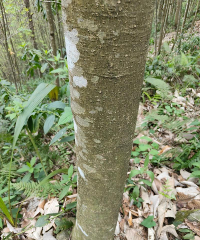 厚朴树怎么浇水