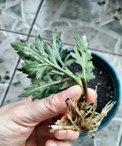 家庭养花用生根粉