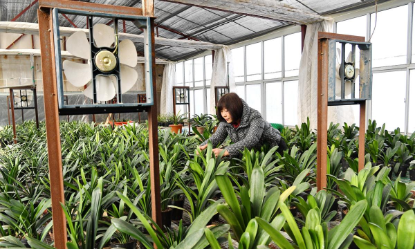 家庭养花用生根粉