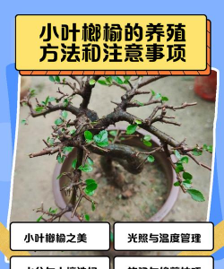 小叶榆怎么繁殖