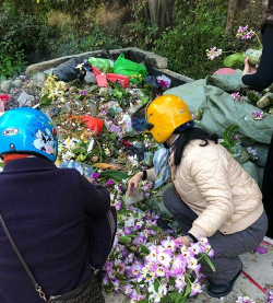 家庭养花用生根粉