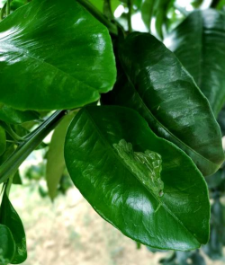 柑橘受潜叶蛾危害有哪些症状如何护秋梢 柑橘受潜叶蛾危害有哪些症状如何护秋梢