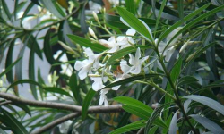 夹竹桃叶泡水喝多久中毒