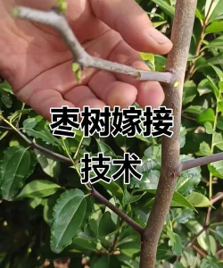 怎么繁育枣树树