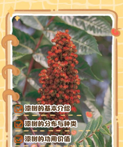 漆树冬天怎么养护