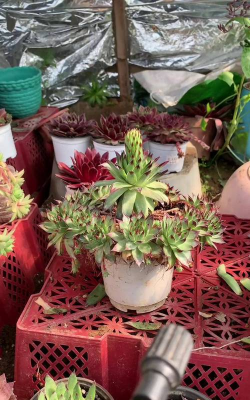 家庭养花用生根粉