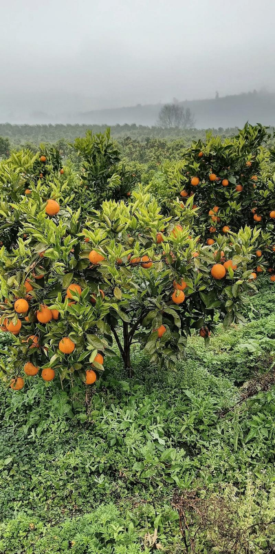 血橙的种植技术