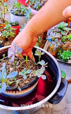 家庭养花用生根粉