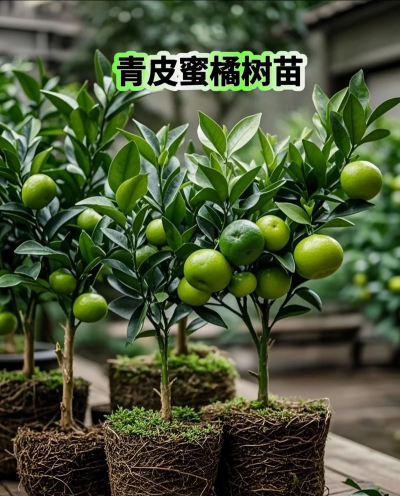 中国柑橘新品种汇总大全以及柑橘的生长环境