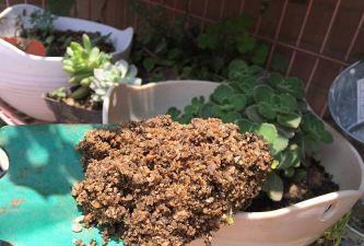 家庭养花用生根粉