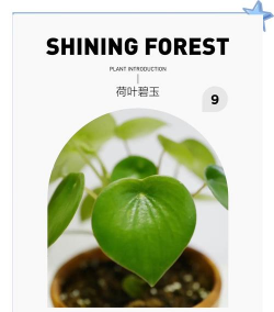 荷叶碧玉怎么养殖