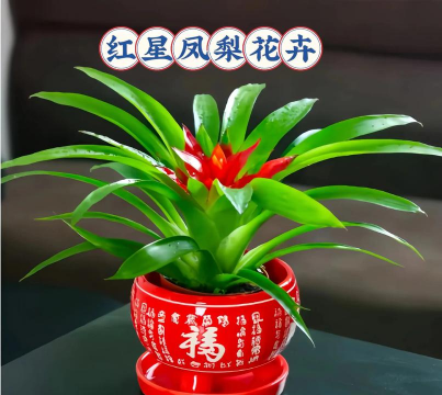 红星凤梨怎么变色