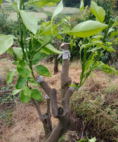 柑橘常用芽接方法有哪些金秋砂糖桔更适合香橙嫁接吗