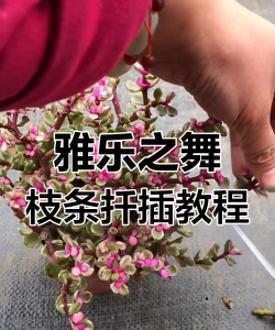 家庭养花用生根粉