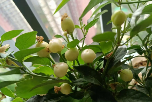 彩椒多久开花结果