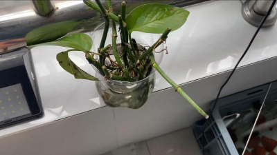 家庭养花用生根粉