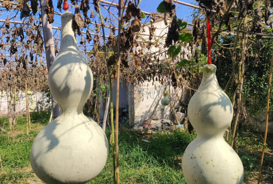 如何分辨天然生长葫芦