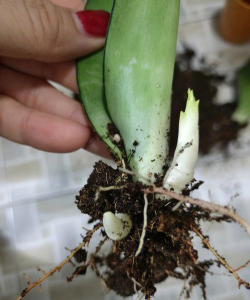 家庭养花用生根粉