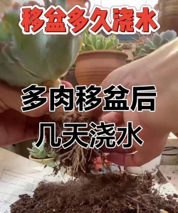 移完的多肉多久浇水 移完的多肉多久浇水