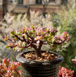 多肉瓣多久才能爆牙 多肉瓣多久才能爆牙