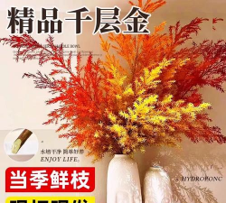 金柳花怎么养 金柳花怎么养