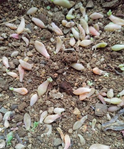 家庭养花用生根粉