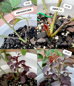 月季小苗怎么摘心