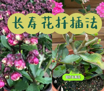 家庭养花用生根粉