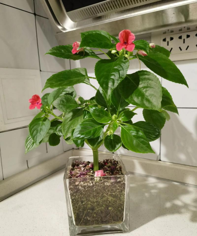 家庭养花用生根粉