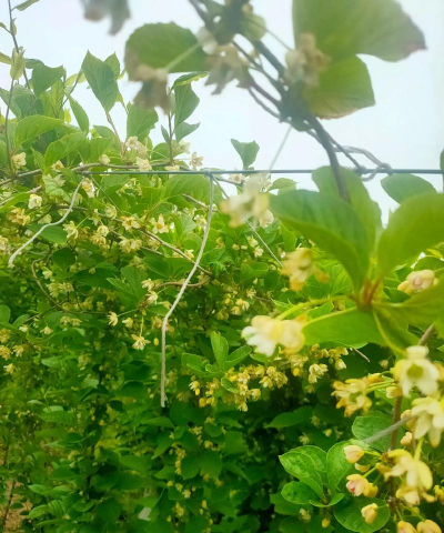 五味子花期多久