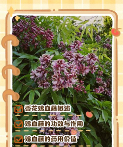 鸡血藤一般要养多久