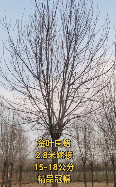 金叶白蜡怎么嫁接