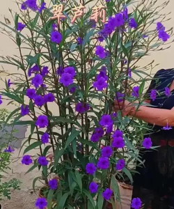 翠芦莉种了多久可开花